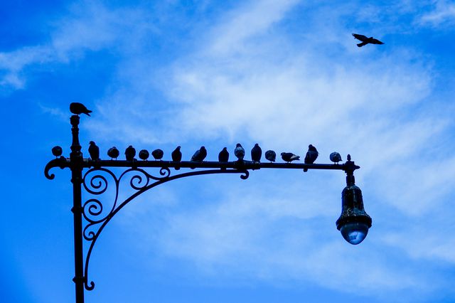 Pigeons on a lampost in Central Park